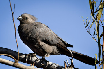 Gray lourie bird, go-away-bird, on branch
