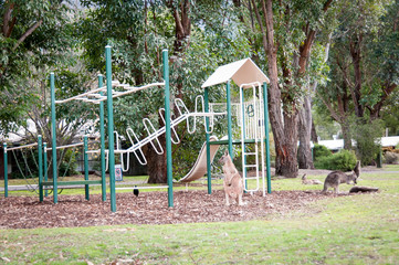 Kangoroo on playground Grampians National Park