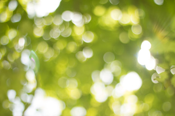 Obraz premium Green gradient blurred abstract background