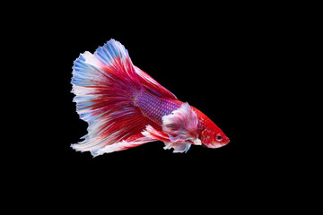 The moving moment beautiful of red siamese betta fish or half moon betta splendens fighting fish in thailand on black background. Thailand called Pla-kad or dumbo big ear fish.