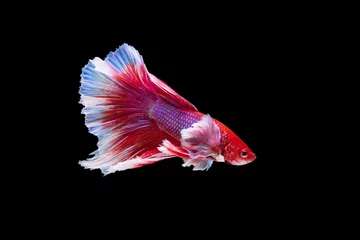 Foto op Plexiglas The moving moment beautiful of red siamese betta fish or half moon betta splendens fighting fish in thailand on black background. Thailand called Pla-kad or dumbo big ear fish. © Soonthorn