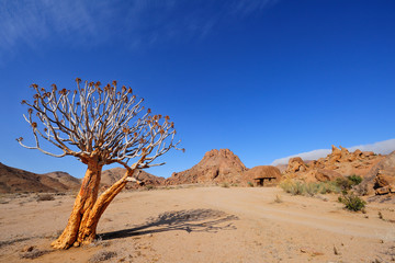 Quiver tree at Kokerbloomkloof