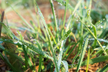 grass with dew