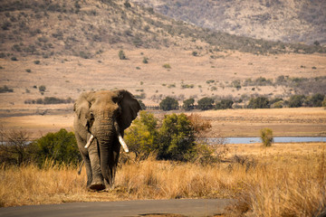Obraz premium Elephant in nature park with tarred road in the foreground