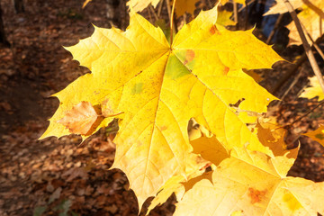 autumn leaves background