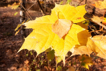 autumn leaves on ground