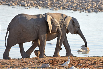 Junge Elefanten am Wasserloch Okaukuejo im Etosha Nationalpark in Namibia (Afrika)