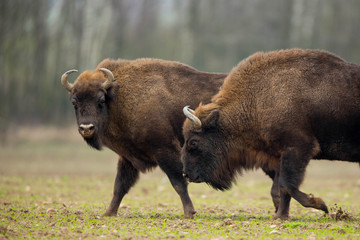 European bison - Bison bonasus in the Knyszyn Forest (Poland)