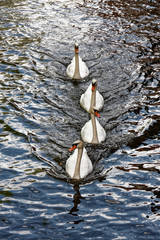 Tourist Swans