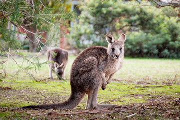 Naklejka na ściany i meble Kangoroo on playground Grampians National Park