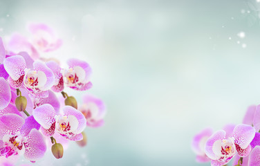 bunch of soft pink orchid branches on blue bokeh background banner
