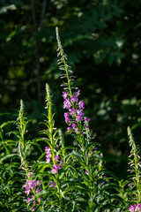 summer flower pattern in green meadow