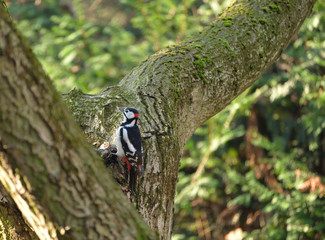 Great Spotted Woodpecker (Dendrocopos Major) somwhere in Poland