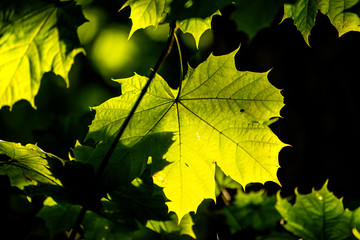 maple leaf in autumnal colors in back-light