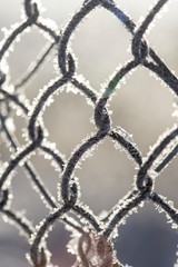 Naklejka premium Frozen fence made of metal mesh covered with frost crystals, an early sunny cold morning, on a blurred background. Close-up.