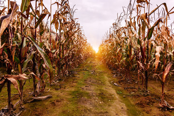 corn plants on the field