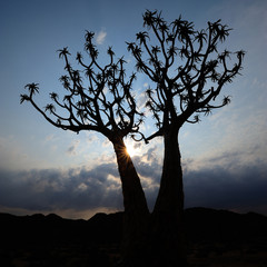 Quiver tree silhouette