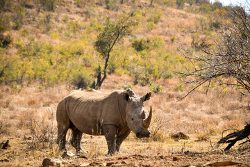 Fototapeta premium White rhinoceros in the wild, South Africa