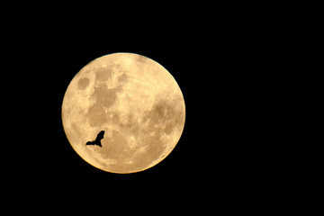 Endemic giant Mauritian bat flying in front of super moon
