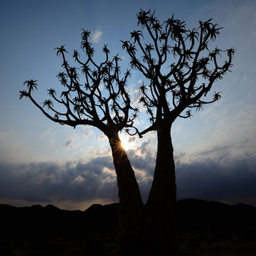 Quiver tree silhouette © Shumba138