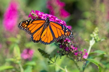 monarch butterfly on a flower