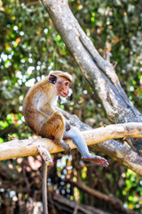 live macaque on the tree