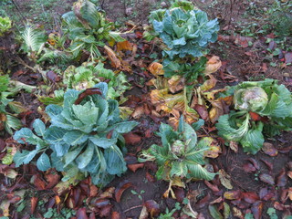 Harvesting cabbage from the garden