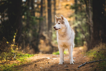 Profile Portrait of beautiful and prideful Beige dog breed Siberian Husky standing in the bright fall forest at sunset