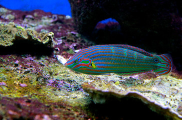 Hoeven's Wrasse
(Halichoeres melanurus)  