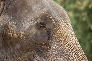 Sad elephant eye blur background detail