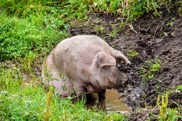 pig sits in the puddle