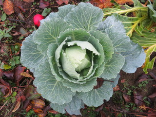 Green, raw cabbage close-up in the garden