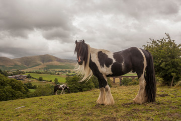 two horses on a meadow with mountain background