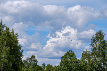 Fototapeta premium contrast rain storm clouds over green meadow and some trees in summer