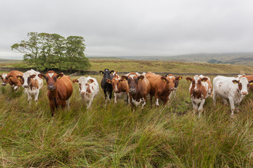 Fototapeta na wymiar herd of cows on pasture