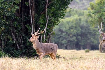 Stags in the wild - Mauritius