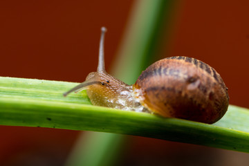 Snail in close up - agriculture - pest