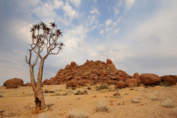 Quiver tree at Kokerbloomkloof
