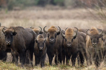 European bison - Bison bonasus in the Knyszyn Forest (Poland)