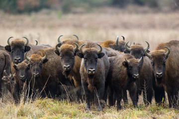 European bison - Bison bonasus in the Knyszyn Forest (Poland)
