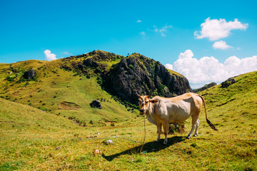 Up close with a cow in Basco, Batanes of the Philippines
