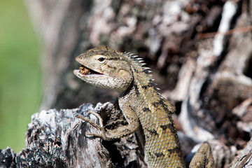 Lizard - Emma Gray Lizard - Mauritius