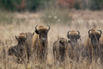 European bison - Bison bonasus in the Knyszyn Forest (Poland)