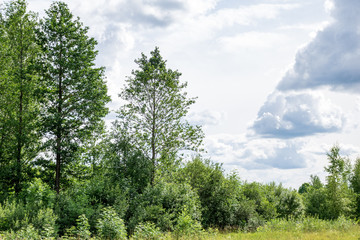 Fototapeta premium contrast rain storm clouds over green meadow and some trees in summer