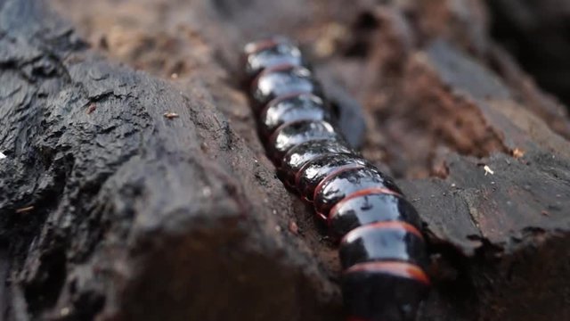 beetle larva species crawls on rotting wood