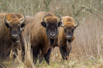 European bison - Bison bonasus in the Knyszyn Forest (Poland)