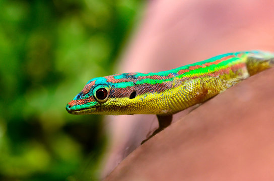 Gecko - Endemic green gecko from Mauritius - Phelsuma ornata