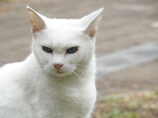 白い猫