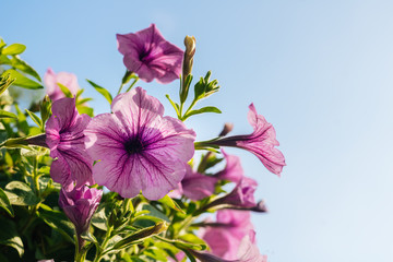 Pink petunia flower with blue sky