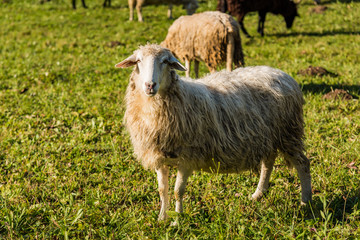 Obraz na płótnie Canvas White sheep looking at camera while flock grazing
